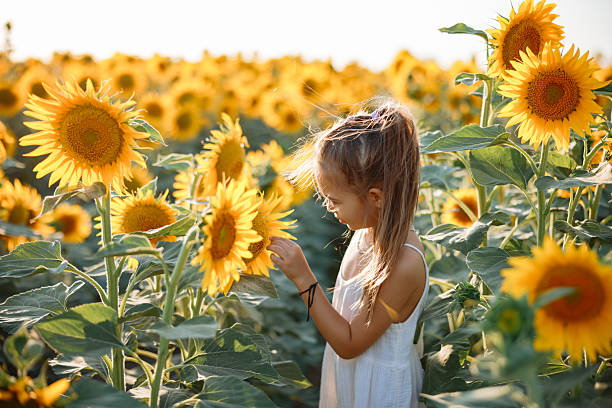 istock Child playing in sunflower field on sunny summer day 2247684901