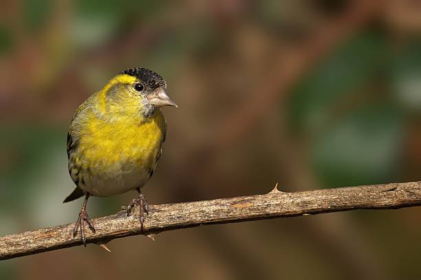 istock Vibrant Siskin yellow bird perched on a branch with a blurred natural background. 2247684921