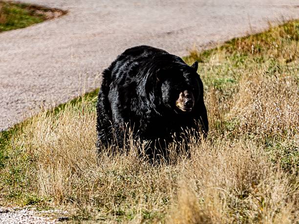 istock North American Black Bear Sits By The Roadside. 2247685885