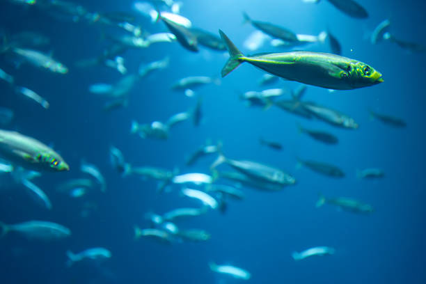 A group of silver fish moves through the deep blue ocean, forming a fluid pattern of motion. Natural light enhances the sense of freedom and underwater rhythm.