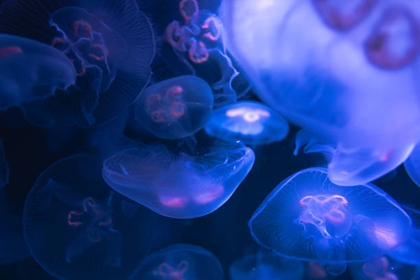 istock Cosmic dance of jellyfish in blue tones. Underwater magic. 2247686562