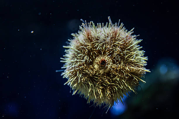 istock Sea urchin in ocean depth. Underwater symmetry. 2247686569