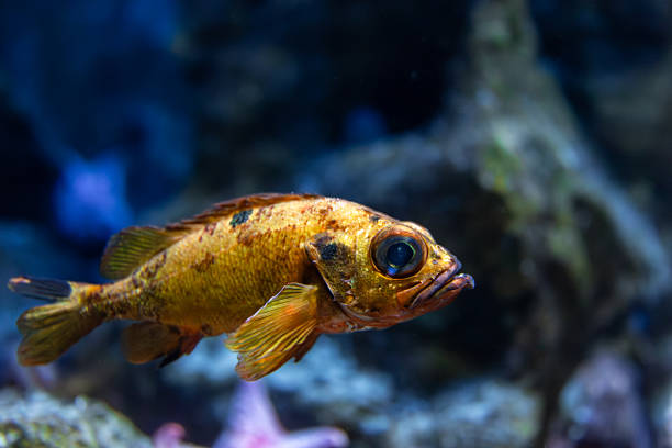 A bright tropical golden fish swims among rocks and corals in the depths of an aquarium. Warm tones contrast beautifully with the cool blue background.