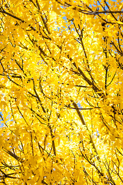 istock peaceful fall tableau showcasing sundappled leaves and winding branches for mobile backgrounds 2247686645
