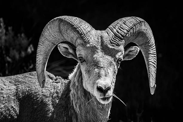 istock Portrait of a Bighorn Sheep 2247686952