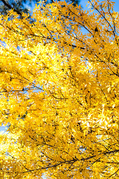 istock energetic fall environment showcasing vibrant leaves amidst clear blue skies for marketing 2247687177