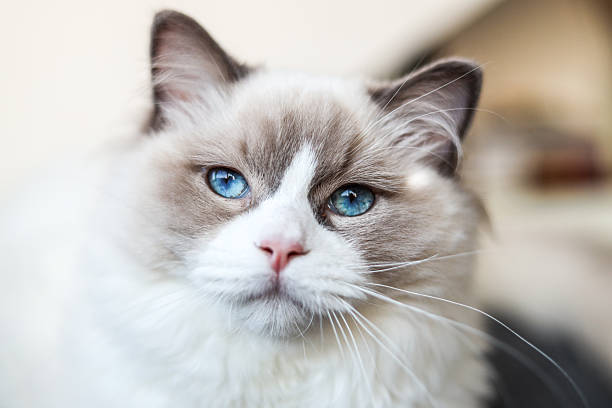 istock Cute fluffy ragdoll cat relaxing on a sofa indoors 2247687186