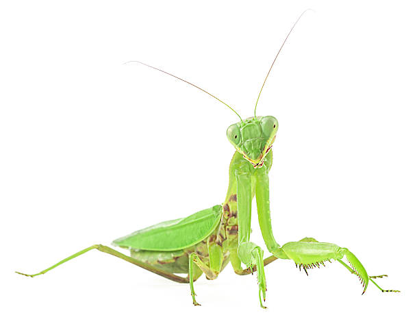 istock Green Mantis or Praying Mantis isolated on a white background. Mantis religiosa. 2247688397