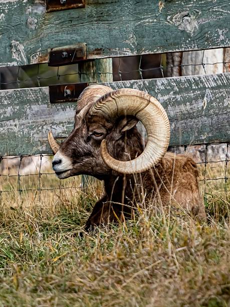 Portrait of a Bighorn Ewe Sheep during winter.
