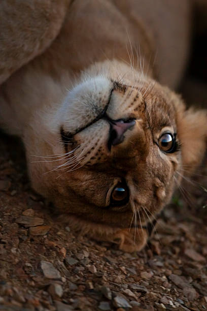 African lion (Panthera leo) cub lying upside down and looking at the camera, Kariega Game Reserve, Eastern Cape, South Africa. The African lion is listed as Vulnerable by the IUCN.
