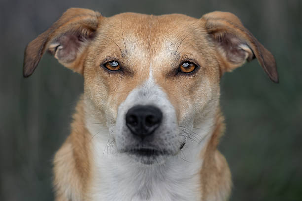 close-up portrait of a cute dog labrador beagle mis with shiny amber brown eyes
