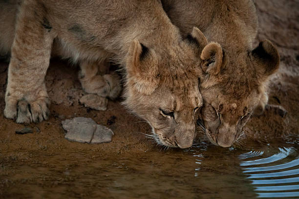 Two African lion (Panthera leo) cubs drinking, Kariega Game Reserve, Eastern Cape, South Africa. The African lion is listed as Vulnerable by the IUCN.