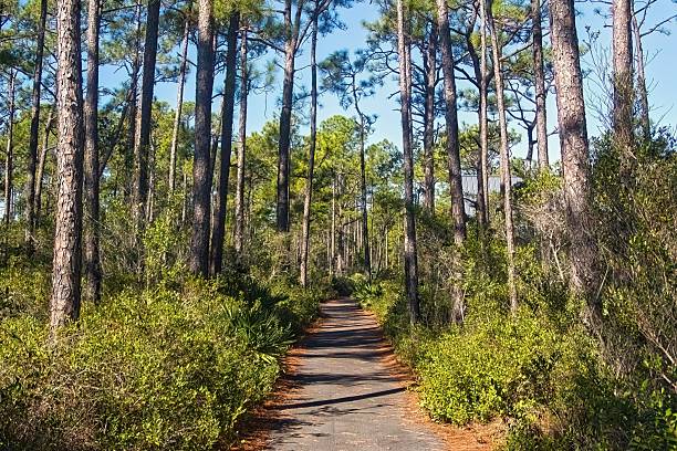 istock Gulf State Park Trail in Pines 2247690748