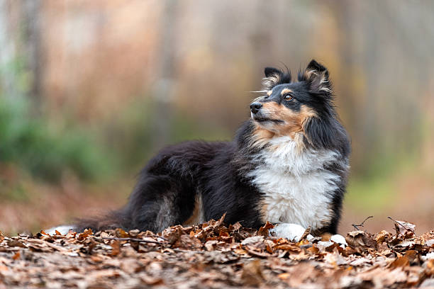 istock A Shetland Sheepdog in a forest 2247691094