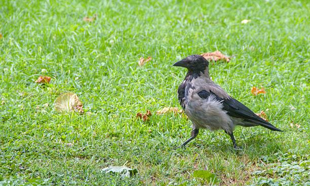 istock very arrogant crow walks on the green grass 2247692958
