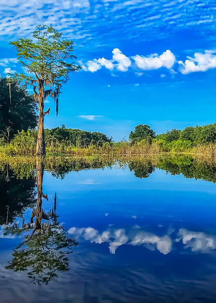 A solitary cypress tree mirrors itself in the calm backwaters of Hamlin Lake, under a bright blue sky on a gorgeous day in Northern Florida.