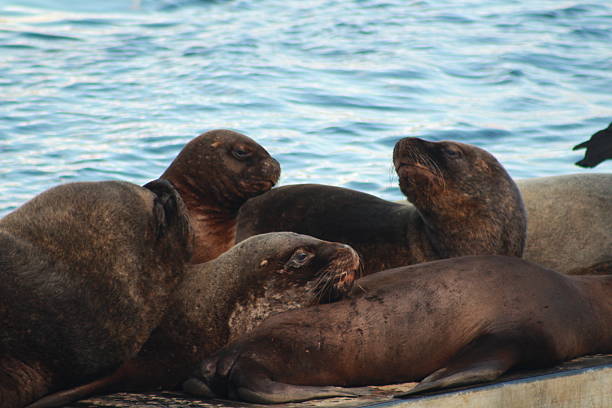 A group of southern sea lions resting together on a concrete dock