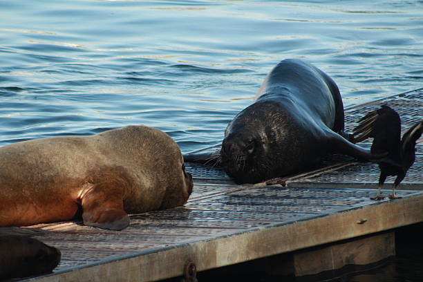 A large male sea lion looking at another while resting next to a black vulture on a pier.