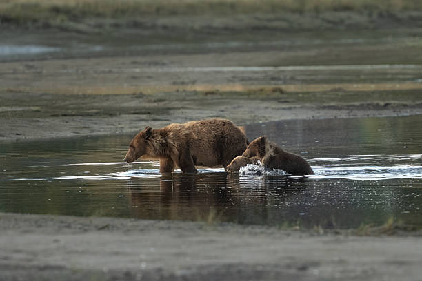 istock Early morning water crossing for a mom bear and her cubs 2247701100