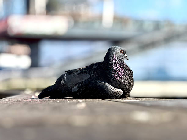 CU pigeon roosts on wooden rail overlooking East River, NYC