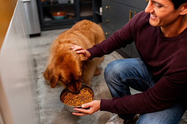 istock Mid adult man feeding dog at home 2247706645