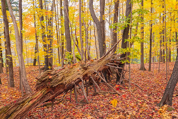 istock nice beautiful view of autumn forest with an old falling tree in foreground 2247707307