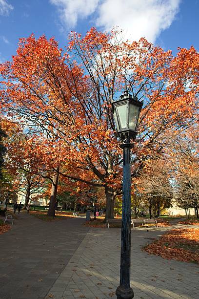 istock Autumn park pathway with vibrant trees and street lamp 2247710698
