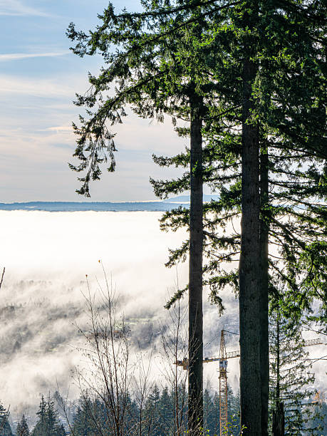 A serene winter forest scene with snow-covered trees and a misty atmosphere, capturing the quiet beauty of nature.