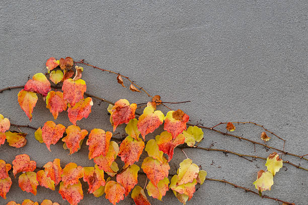 Bright autumn ivy with red, orange, and yellow leaves climbs across a smooth grey wall. The contrasting colors and delicate vine structure create a clean, minimal, and seasonal composition with a natural decorative feel.