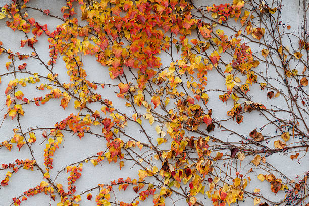 Colorful autumn ivy climbs across a light exterior wall, displaying vibrant shades of yellow, orange, and red. The intertwining vines and textured leaves create a warm, seasonal atmosphere with a natural, organic pattern.