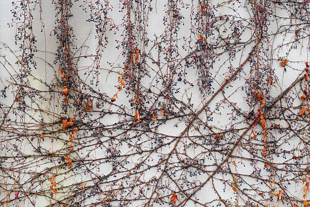 A network of dried ivy vines with clusters of small dark berries spreads across a light-colored exterior wall. The thin branches, remaining berries, and scattered orange leaves create a textured, organic pattern with a late-autumn, slightly weathered feel.