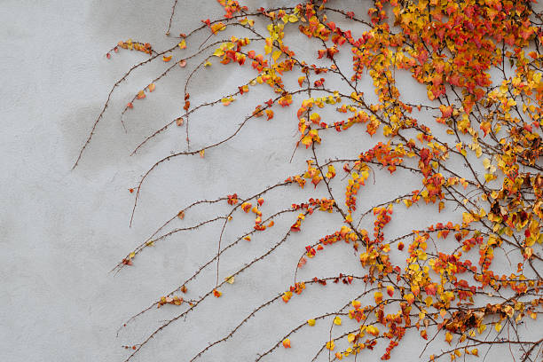 istock Autumn ivy foliage on wall 2247718621