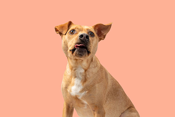 CHRISTMAS BACKGROUND WITH A DOG FACE FOR TEXT