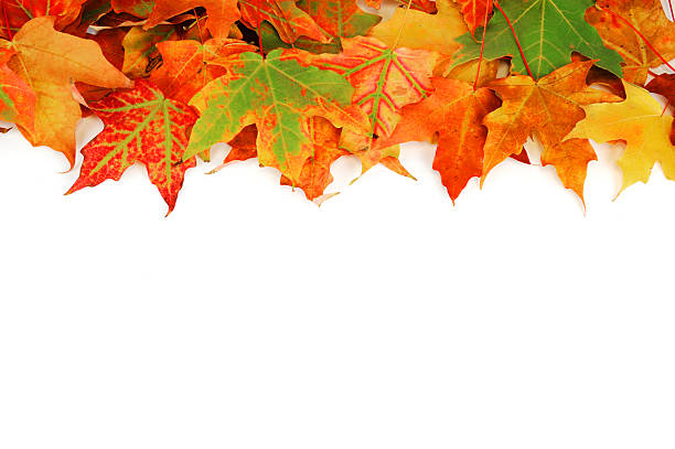 istock autumn colorful leaves frame with blank copy space 2247719920