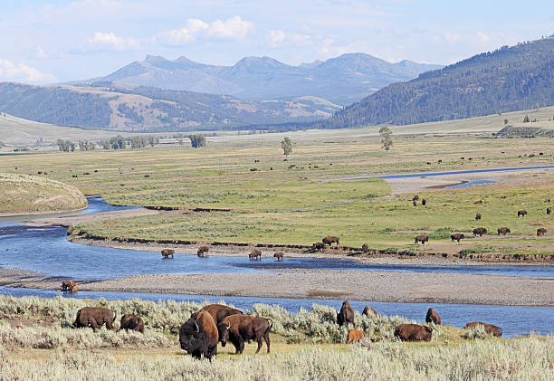 istock Bisons in Lamar Valley, Yellowstone National Park 2247721503