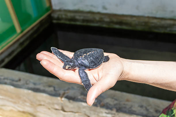 istock A person holding a newly hatched Olive Ridley Turtle (Lepidochelys olivacea) 2247724048