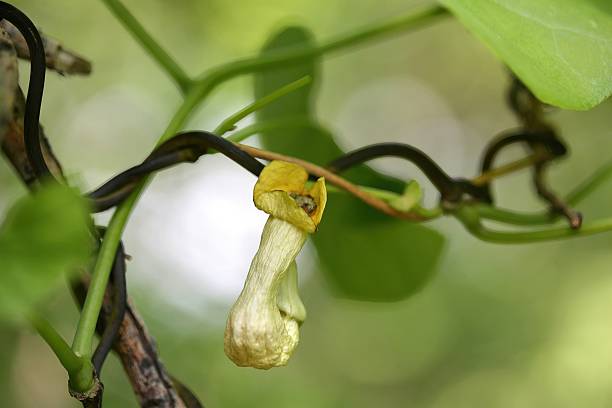 istock Aristolochia manshuriensis is a deciduous vine that winds around trees and rocks in deep East Asian valleys, forming long twisting stems. Photographed in Korea. 2247728289