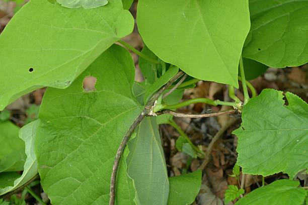 istock Aristolochia manshuriensis is a deciduous vine that winds around trees and rocks in deep East Asian valleys, forming long twisting stems. Photographed in Korea. 2247728359