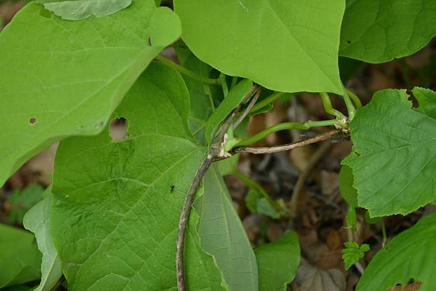 istock Aristolochia manshuriensis is a deciduous vine that winds around trees and rocks in deep East Asian valleys, forming long twisting stems. Photographed in Korea. 2247728646