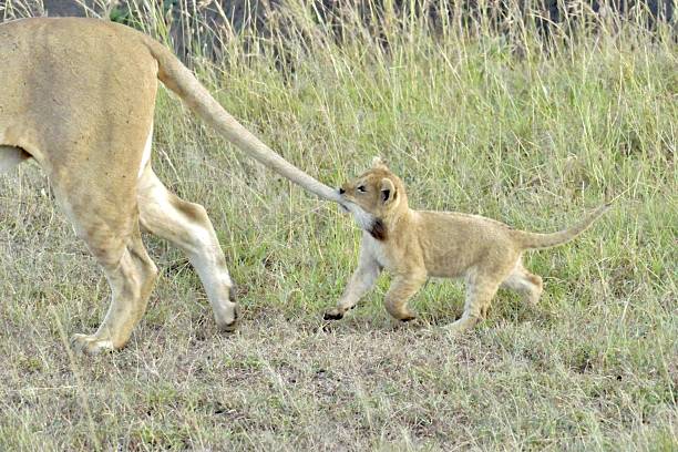 Newborn lion cub climbing on a termite mound - Masai Mara, Kenya