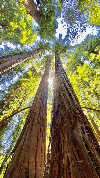 istock Majestic Redwood Forest Canopy 2247731208