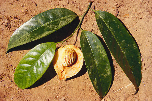 Indian spices, nutmeg with leaves, India