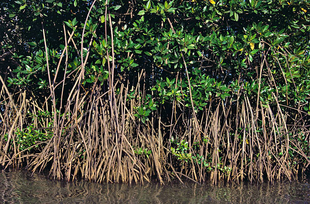 istock Mangroves forest, Richavaram, Tamil Nadu, India 2247731995