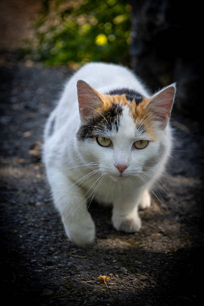 istock A focused, tricolored lucky cat (Calico) on dark asphalt 2247732210