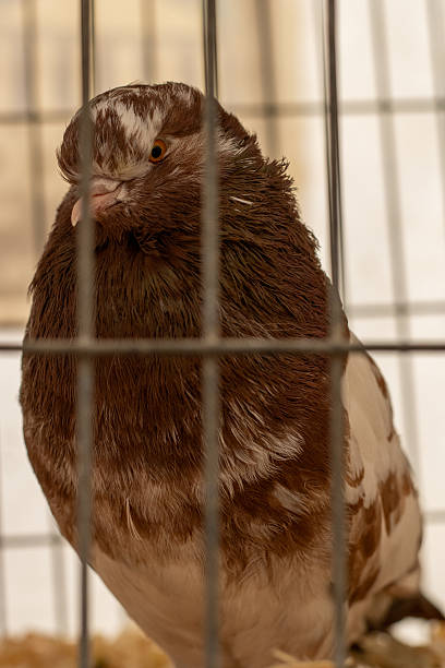 istock Birmingham Roller, a breed of domesticated roller pigeon at the Devon County Show - May 2025 in Exeter, UK 2247733767