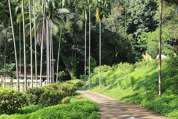 istock a small path leading to the entrance gate, surrounded by lush greenery and palm trees in village landscape 2247734782