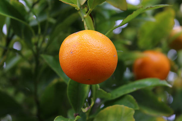 istock Orange coloured Calamansi (Citrus × microcarpa) fruits on a tree. 2247736156