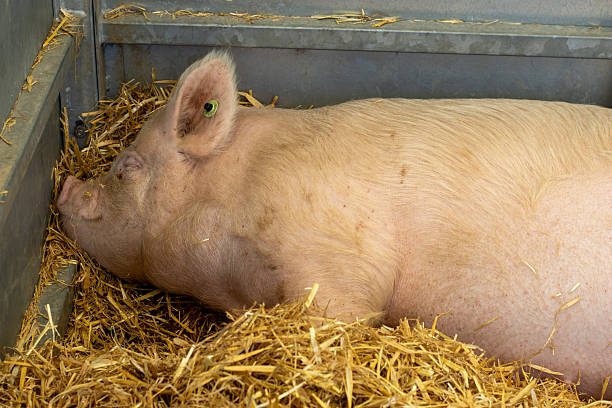 istock close up of a Middle White pig at the Devon County Show - May 2025 in Exeter, UK 2247736579