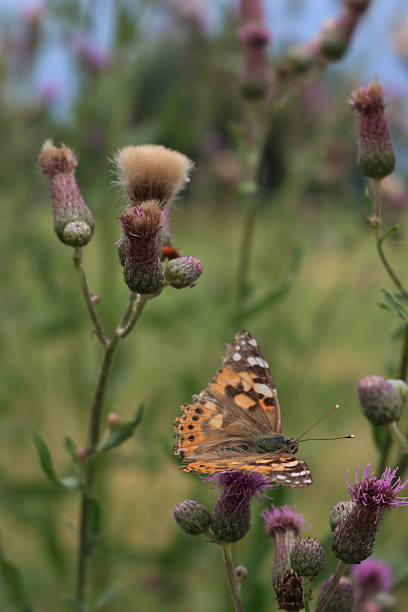 Orange and black Painted lady butterfly on pink creeping thistle flowers . Vanessa cardui butterfly on Cirsium arvense