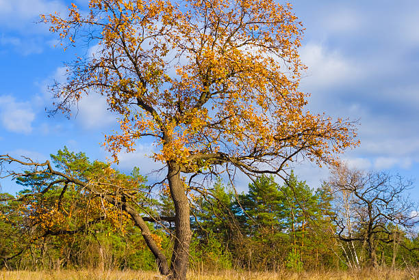 alone red dry oak tree among forest glade under blue cloudy sky, autumn outdoor scene